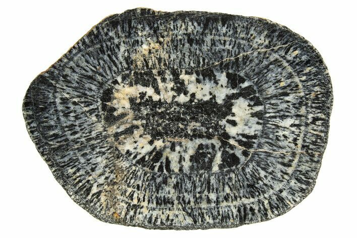 Polished Orbicular Granite Section - Western Australia #314215